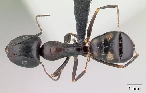 Camponotus quadrimaculatus specimen CASENT0146552 image casent0146552_1