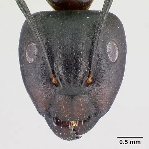 Camponotus quadrimaculatus specimen CASENT0146552 image casent0146552_2