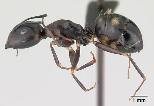 Camponotus quadrimaculatus specimen CASENT0146552 image casent0146552_3