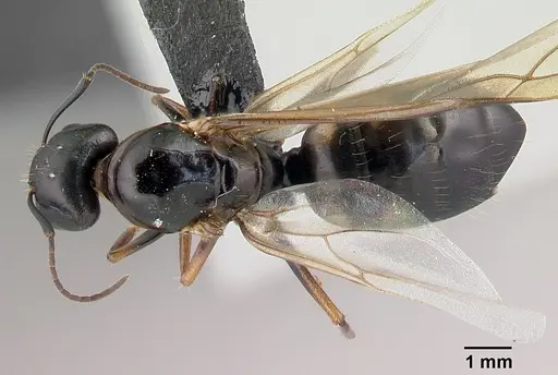 Camponotus quadrimaculatus specimen CASENT0147466 image casent0147466_1