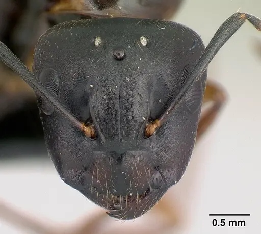 Camponotus quadrimaculatus specimen CASENT0147466 image casent0147466_2