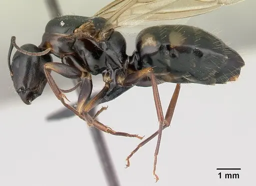 Camponotus quadrimaculatus specimen CASENT0147466 image casent0147466_3