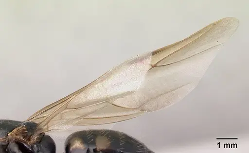 Camponotus quadrimaculatus specimen CASENT0147466 image casent0147466_4