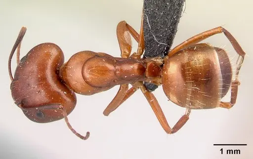 Camponotus quadrimaculatus specimen CASENT0179434 image casent0179434_1