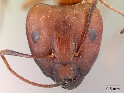 Camponotus quadrimaculatus specimen CASENT0179434 image casent0179434_2