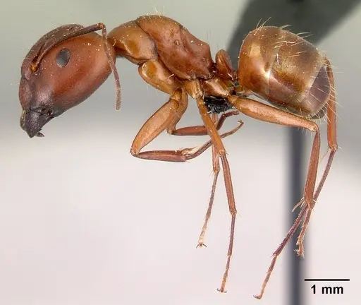 Camponotus quadrimaculatus specimen CASENT0179434 image casent0179434_3