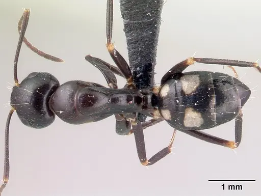 Camponotus quadrimaculatus specimen CASENT0179436 image casent0179436_1