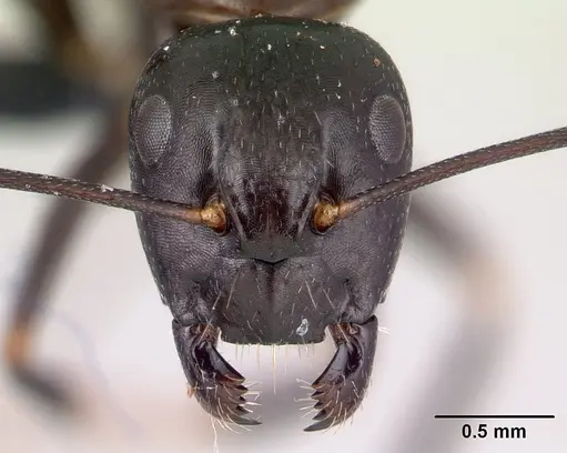 Camponotus quadrimaculatus specimen CASENT0179436 image casent0179436_2