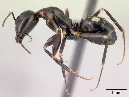 Camponotus quadrimaculatus specimen CASENT0179436 image casent0179436_3