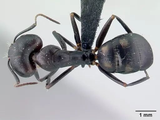 Camponotus quadrimaculatus specimen CASENT0179437 image casent0179437_1