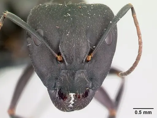 Camponotus quadrimaculatus specimen CASENT0179437 image casent0179437_2