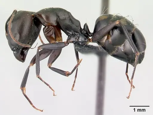 Camponotus quadrimaculatus specimen CASENT0179437 image casent0179437_3