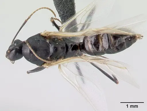Camponotus quadrimaculatus specimen CASENT0179438 image casent0179438_1