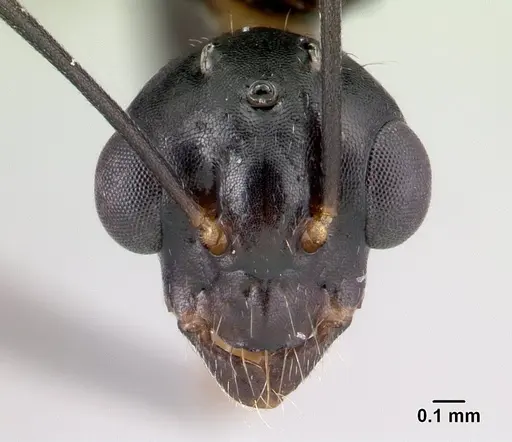 Camponotus quadrimaculatus specimen CASENT0179438 image casent0179438_2