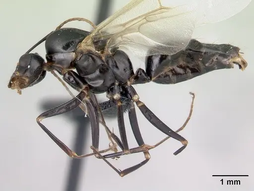Camponotus quadrimaculatus specimen CASENT0179438 image casent0179438_3