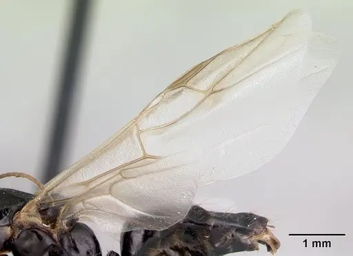 Camponotus quadrimaculatus specimen CASENT0179438 image casent0179438_4