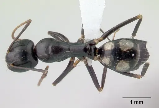 Camponotus quadrimaculatus specimen CASENT0430149 image casent0430149_1