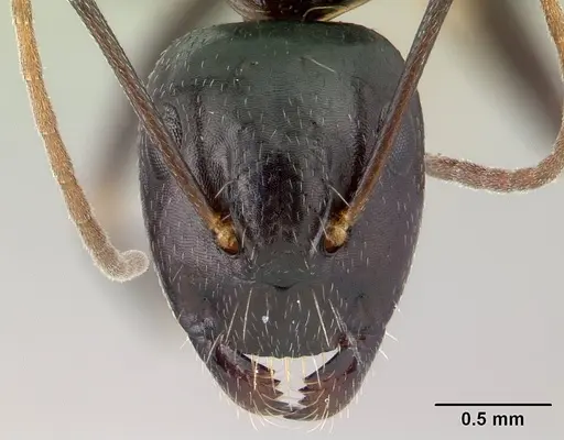 Camponotus quadrimaculatus specimen CASENT0430149 image casent0430149_2