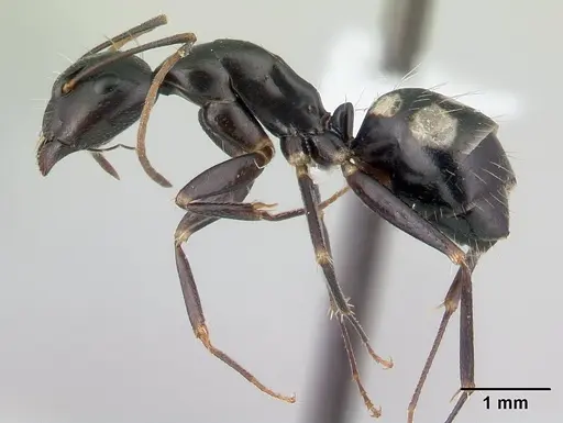 Camponotus quadrimaculatus specimen CASENT0430149 image casent0430149_3