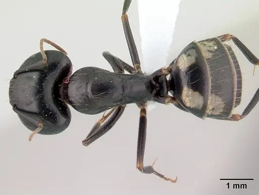 Camponotus quadrimaculatus specimen CASENT0430152 image casent0430152_1