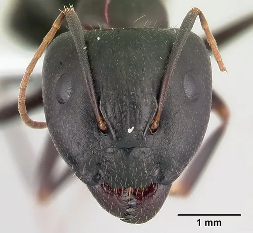 Camponotus quadrimaculatus specimen CASENT0430152 image casent0430152_2