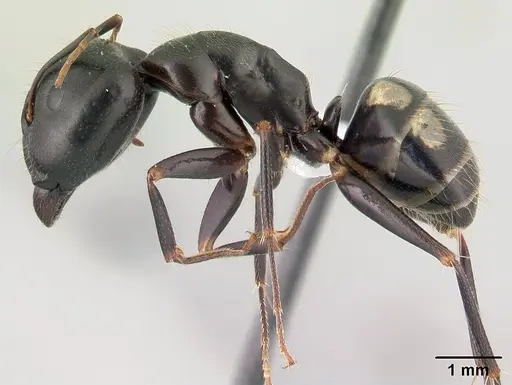 Camponotus quadrimaculatus specimen CASENT0430152 image casent0430152_3