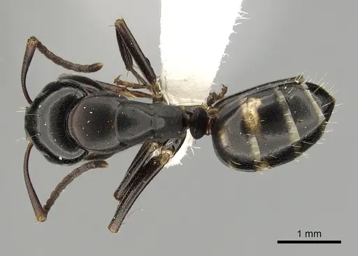 Camponotus quadrinotatus specimen CASENT0008641 image casent0008641_1