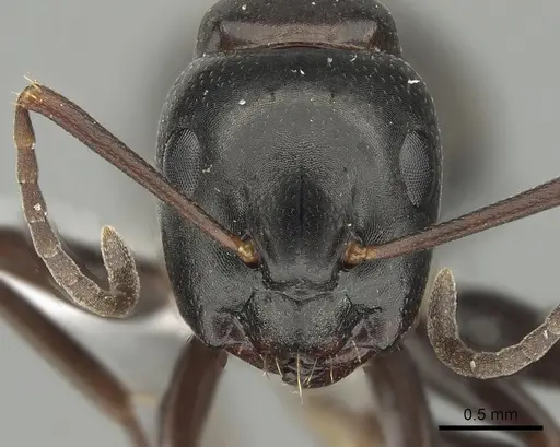 Camponotus quadrinotatus specimen CASENT0008641 image casent0008641_2