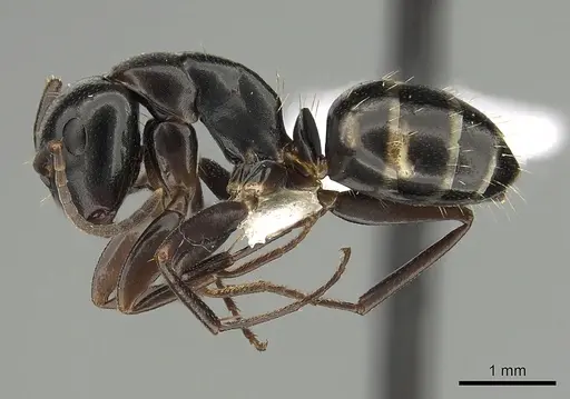 Camponotus quadrinotatus specimen CASENT0008641 image casent0008641_3