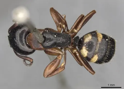Camponotus quadrinotatus specimen CASENT0910421 image casent0910421_1