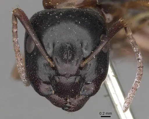 Camponotus quadrinotatus specimen CASENT0910421 image casent0910421_2
