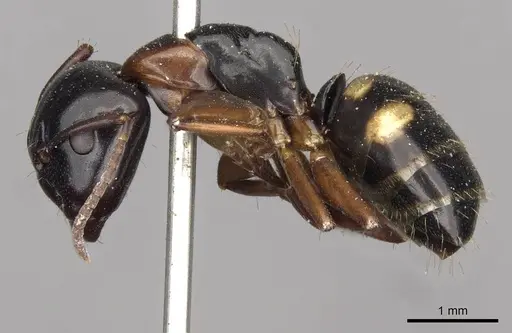 Camponotus quadrinotatus specimen CASENT0910421 image casent0910421_3