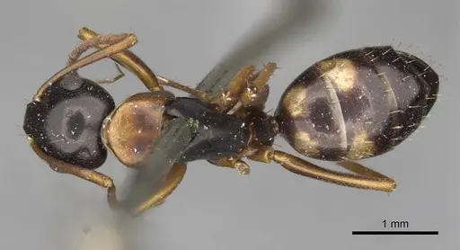 Camponotus quadrinotatus specimen CASENT0910422 image casent0910422_1