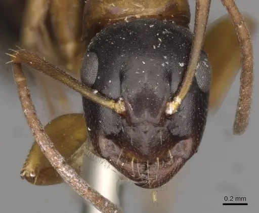 Camponotus quadrinotatus specimen CASENT0910422 image casent0910422_2