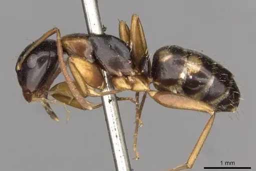 Camponotus quadrinotatus specimen CASENT0910422 image casent0910422_3
