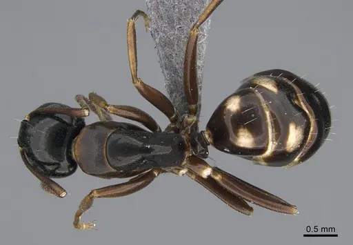 Camponotus quadrinotatus specimen CASENT0923676 image casent0923676_1