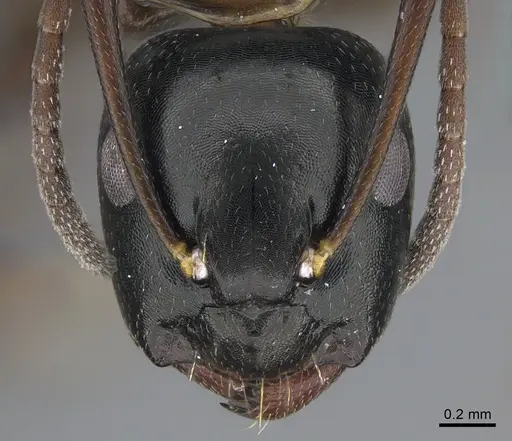 Camponotus quadrinotatus specimen CASENT0923676 image casent0923676_2