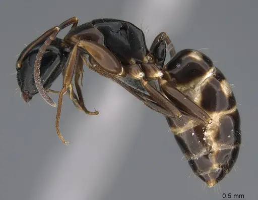 Camponotus quadrinotatus specimen CASENT0923676 image casent0923676_3