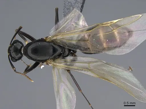 Camponotus quadrinotatus specimen CASENT0923677 image casent0923677_1
