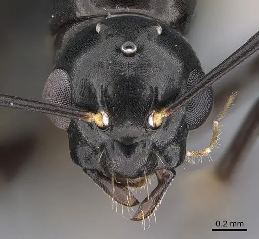 Camponotus quadrinotatus specimen CASENT0923677 image casent0923677_2