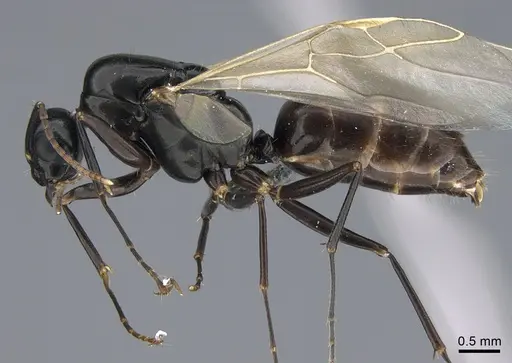 Camponotus quadrinotatus specimen CASENT0923677 image casent0923677_3