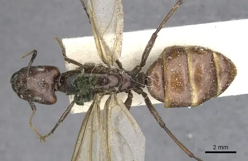 Camponotus quadrisectus specimen CASENT0903576 image casent0903576_1