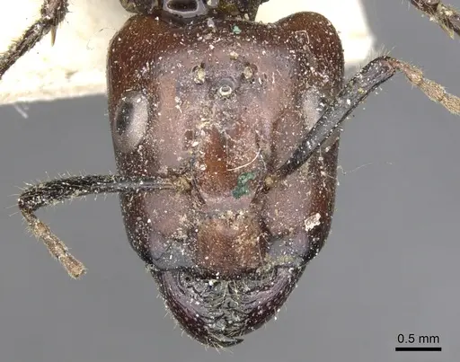 Camponotus quadrisectus specimen CASENT0903576 image casent0903576_2