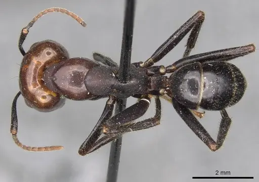 Camponotus quadrisectus specimen CASENT0910508 image casent0910508_1