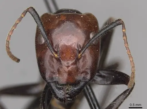 Camponotus quadrisectus specimen CASENT0910508 image casent0910508_2