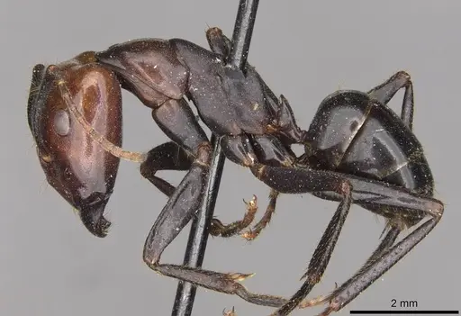 Camponotus quadrisectus specimen CASENT0910508 image casent0910508_3