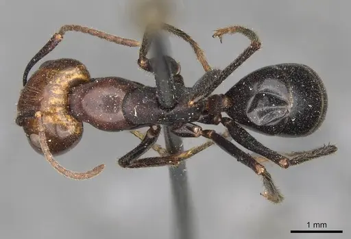 Camponotus quadrisectus specimen CASENT0910509 image casent0910509_1