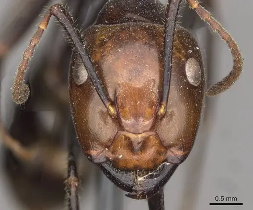 Camponotus quadrisectus specimen CASENT0910509 image casent0910509_2