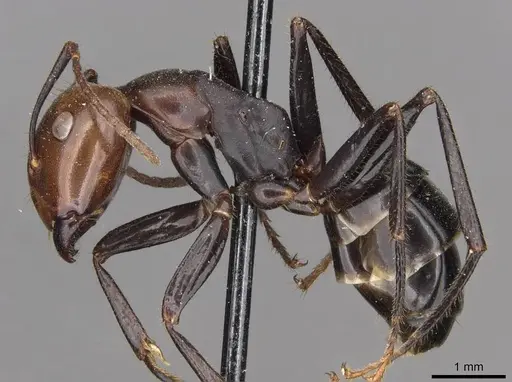 Camponotus quadrisectus specimen CASENT0910509 image casent0910509_3