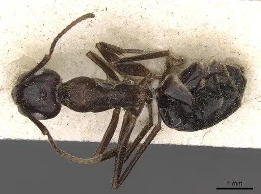 Camponotus quadrisectus specimen CASENT0910510 image casent0910510_1